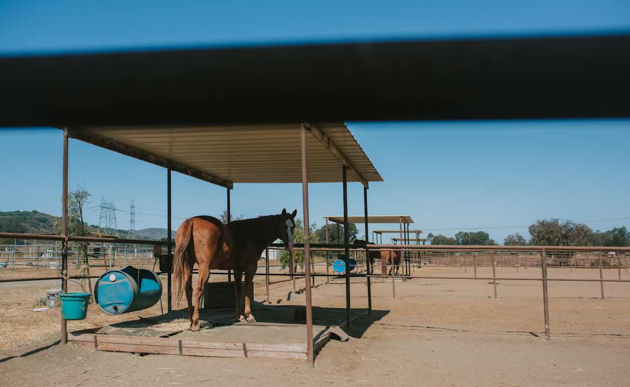 Visited the horses.