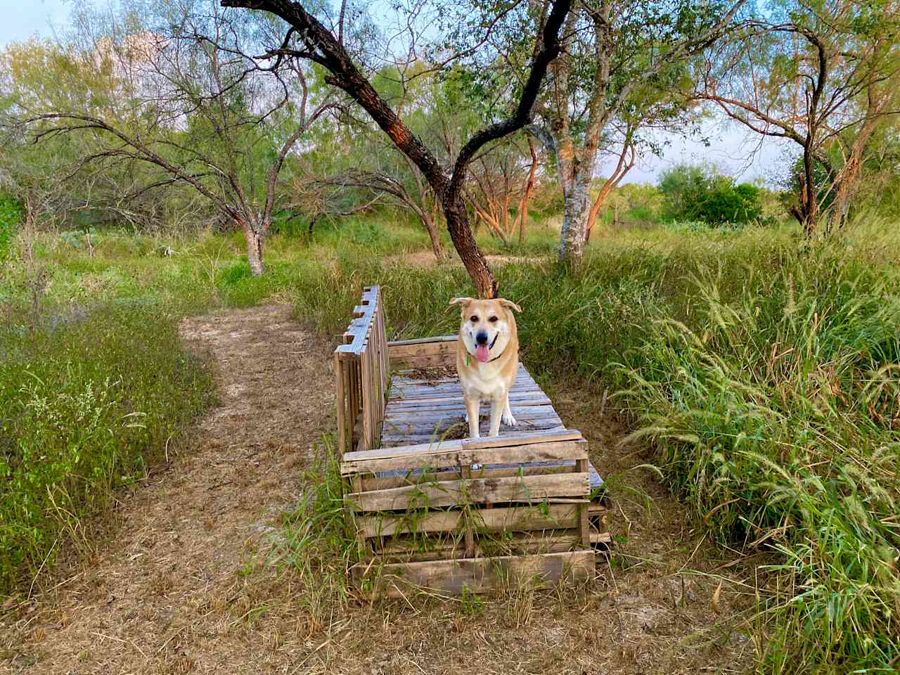 Dog friendly!