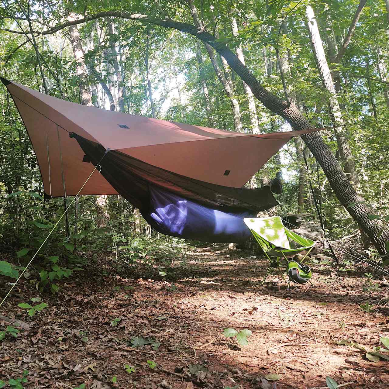 Perfect trees for hammock camping. Tons of options