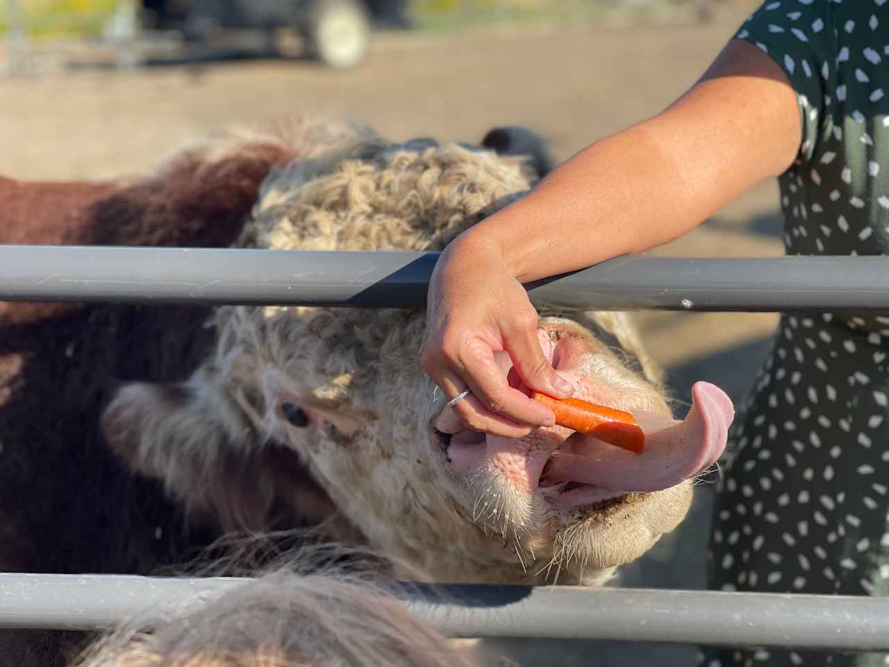 Feeding Sweet Roy