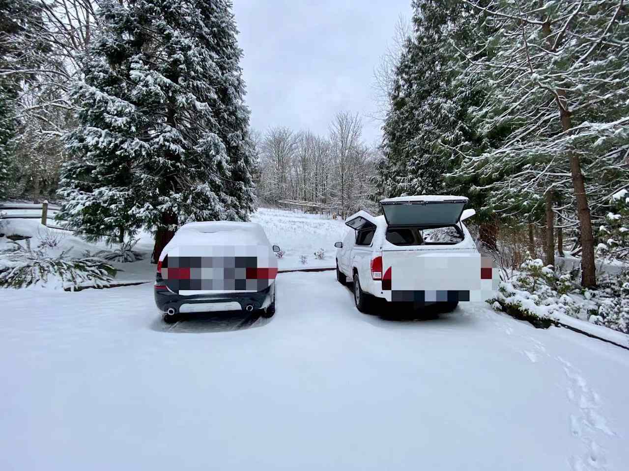 Wooded yard