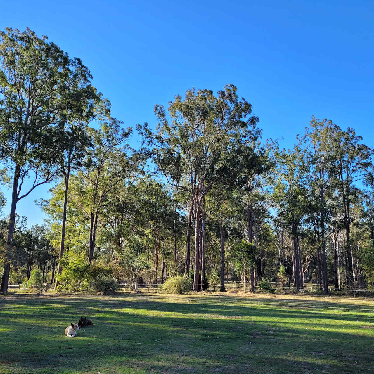 The Croft Horse Trax Oz Blackbutt