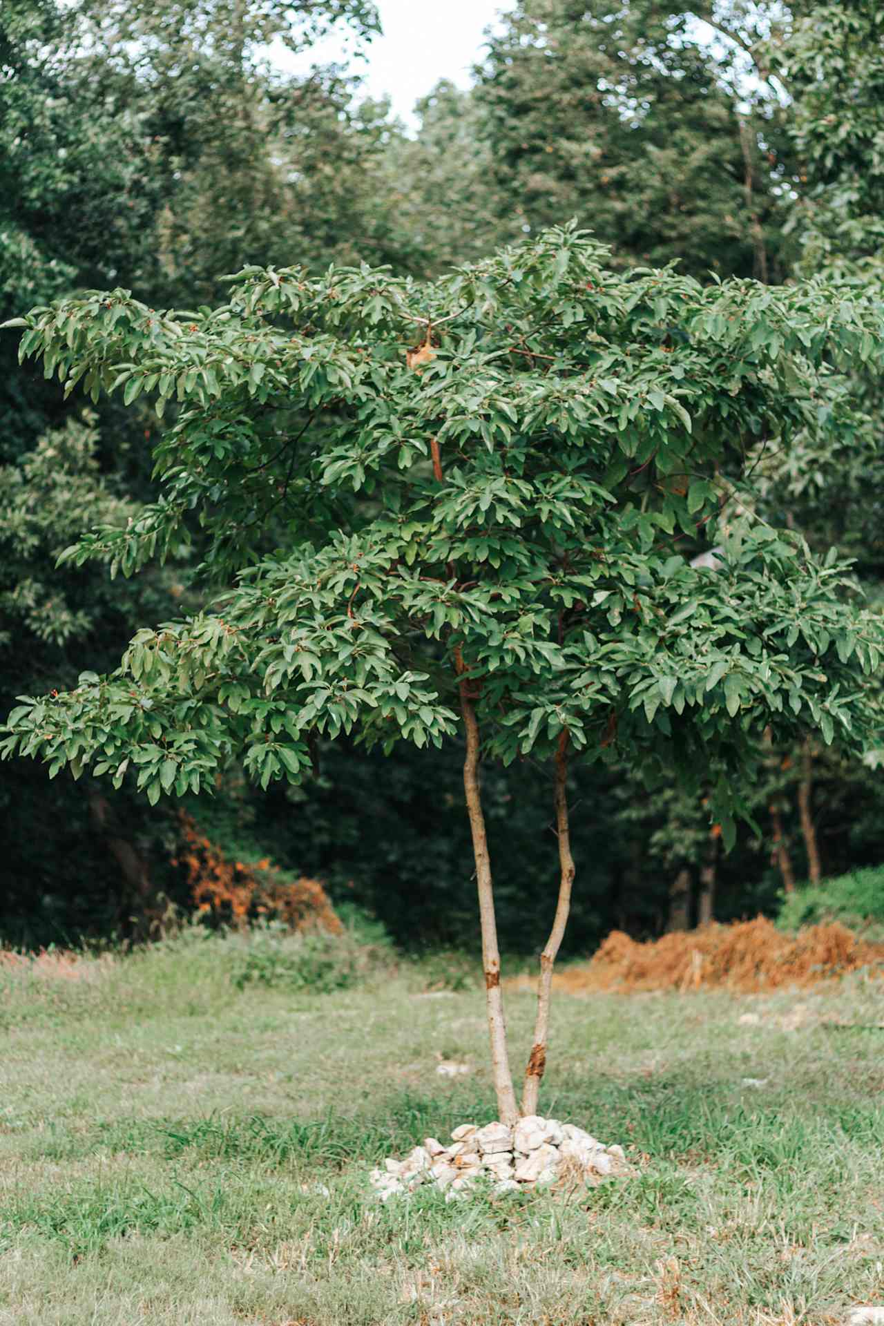 Beautiful tree right in the center of your campsite