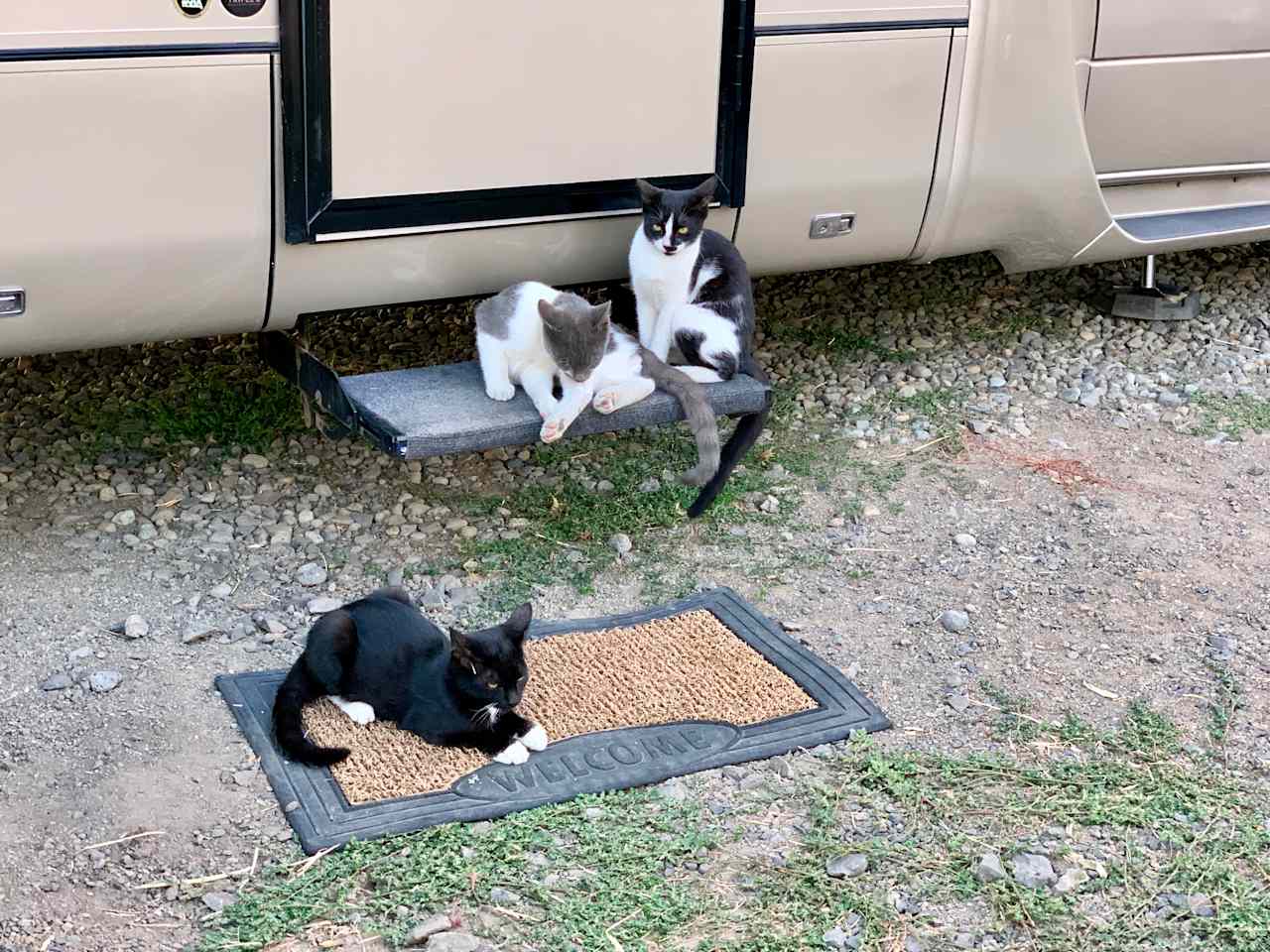 The kitties hung out on our step when we were inside