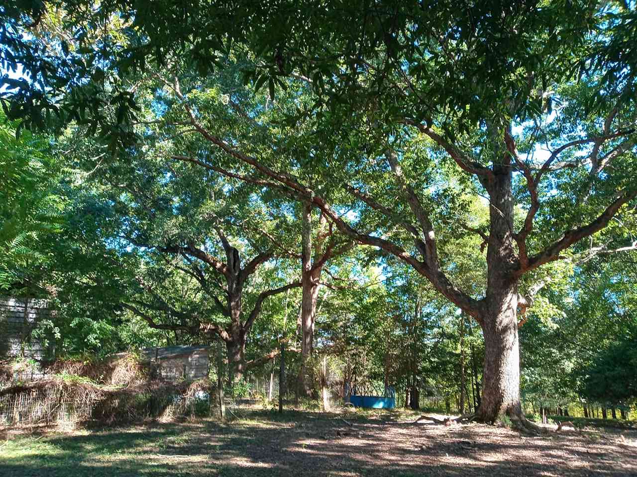 Giant Oaks Horse Farm