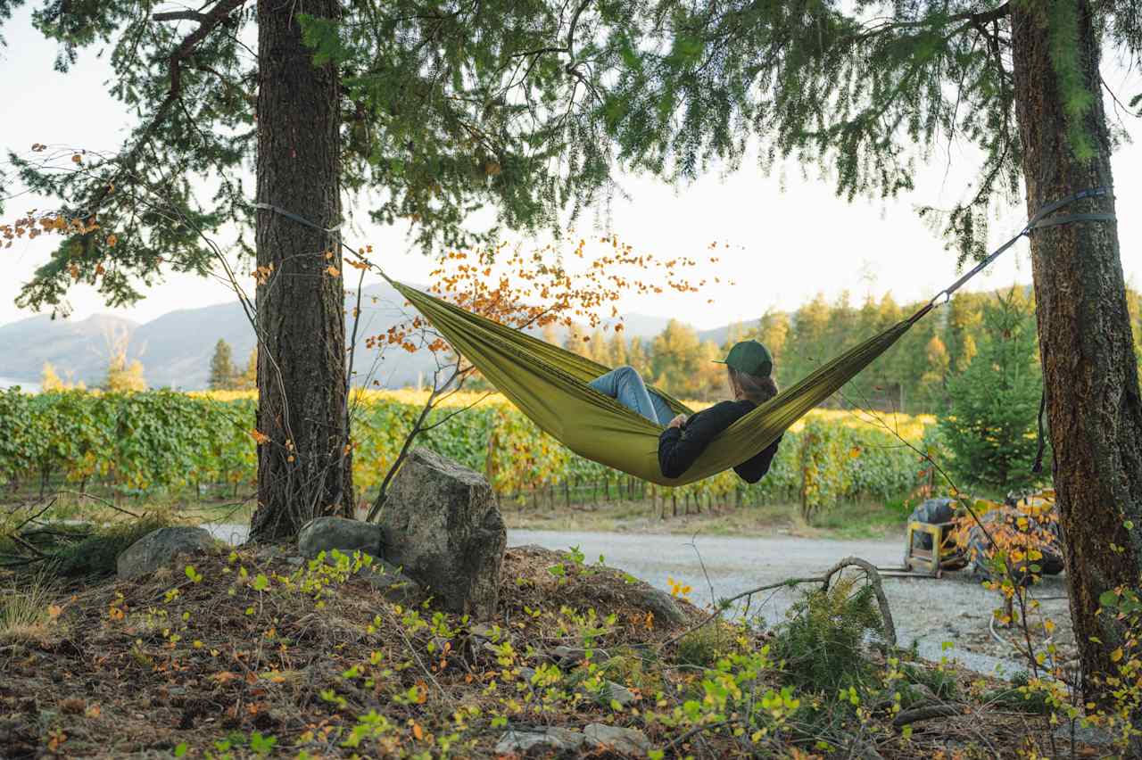 There are a few great trees for hanging up your hammock on the property!