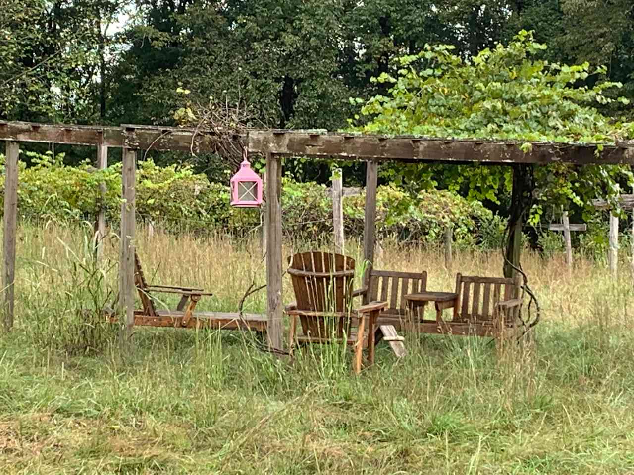 The right time of the year you reach up and eat muscadines