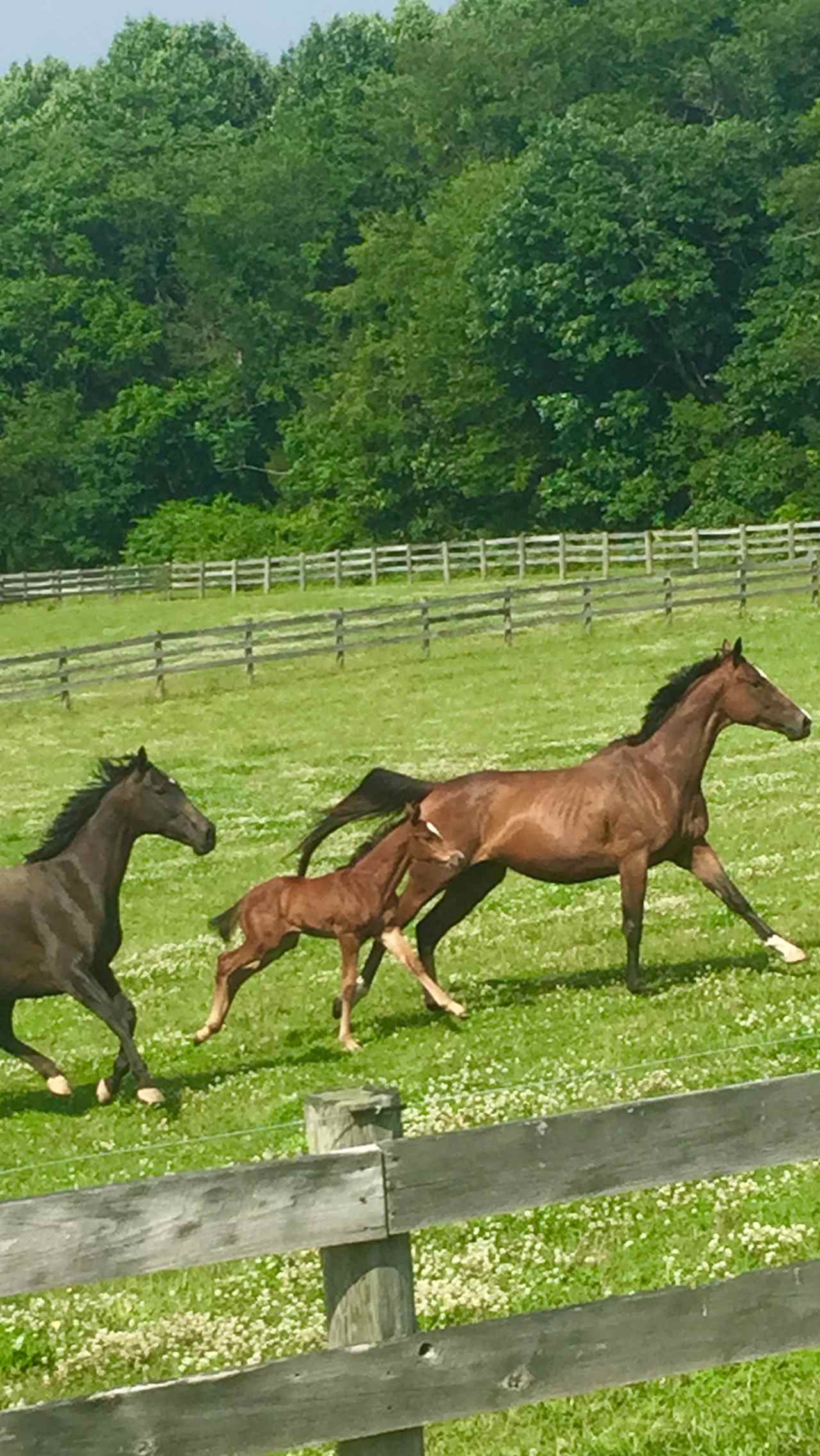 on the run