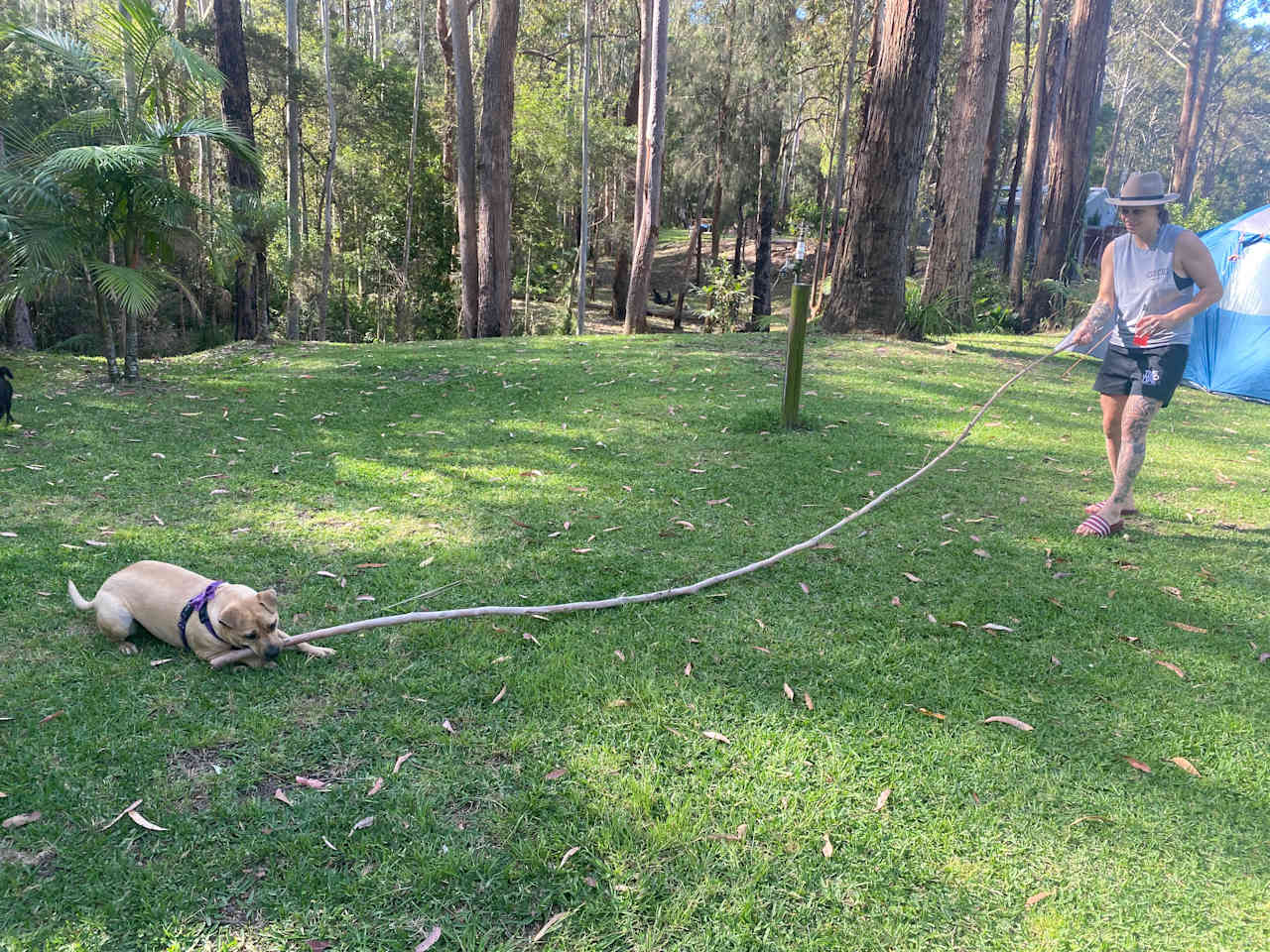 Mistinthegumtrees BUDGET 2 GLAMPING