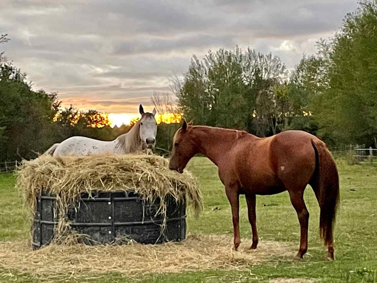 Come visit our sweet horses and take a trail ride ! 