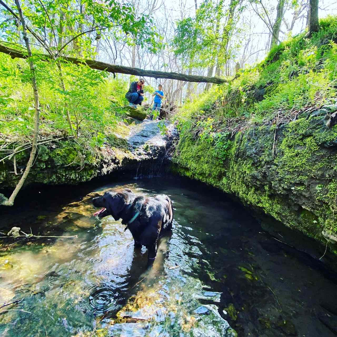 Illinois River Paradise | 60 Acres