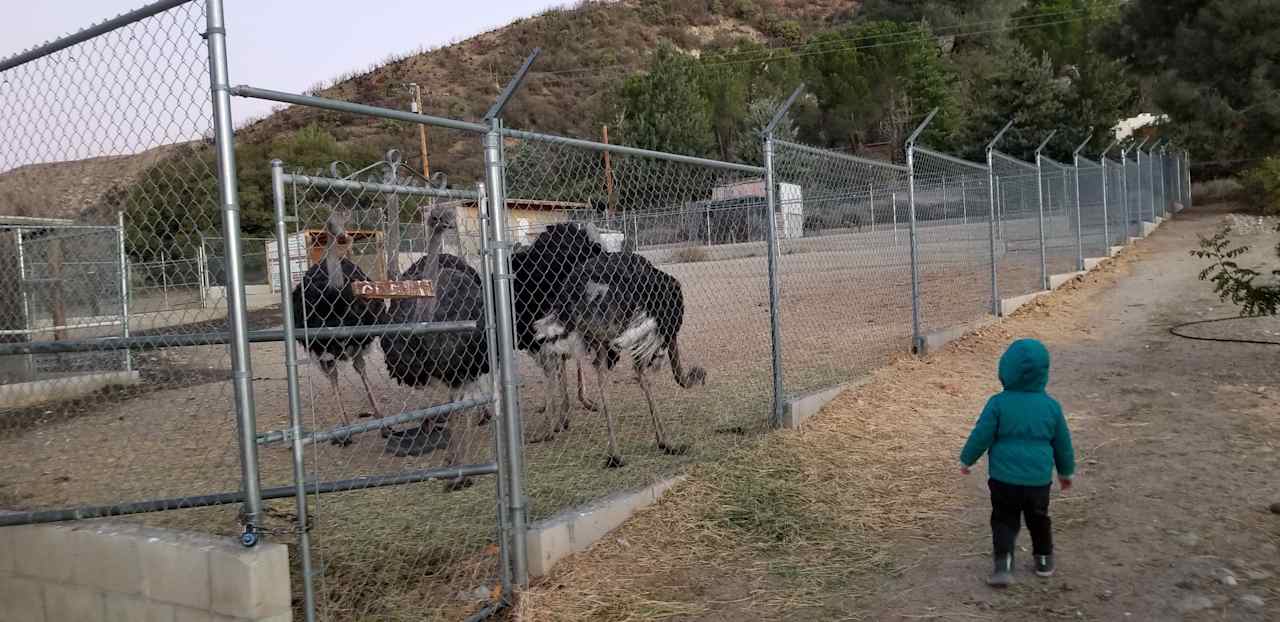 Camping @ Quail Run Ostrich Ranch