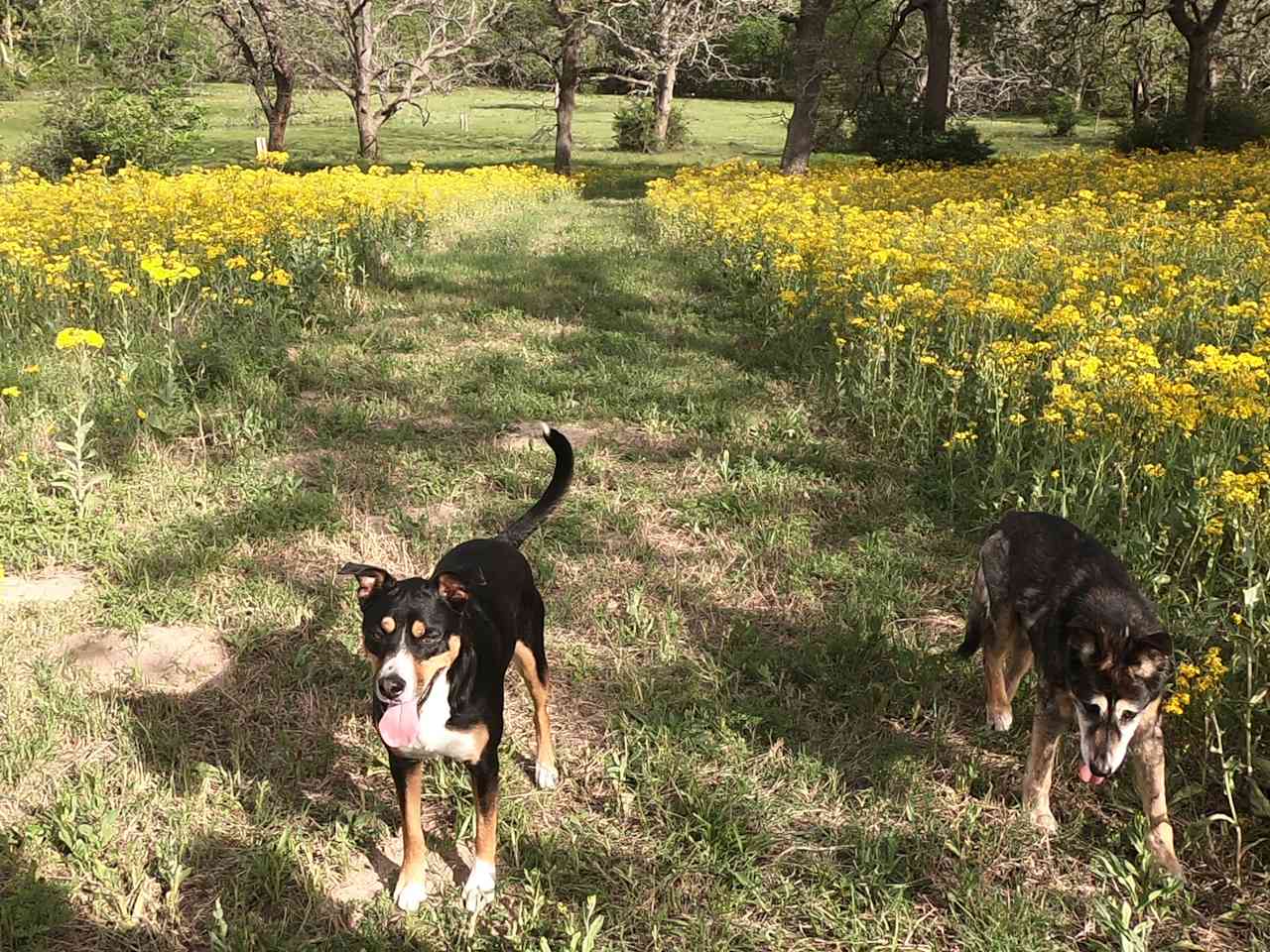 Firefly Ranch