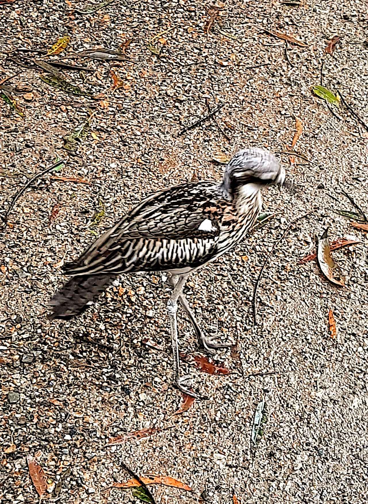 BUSH STONE CURLEW