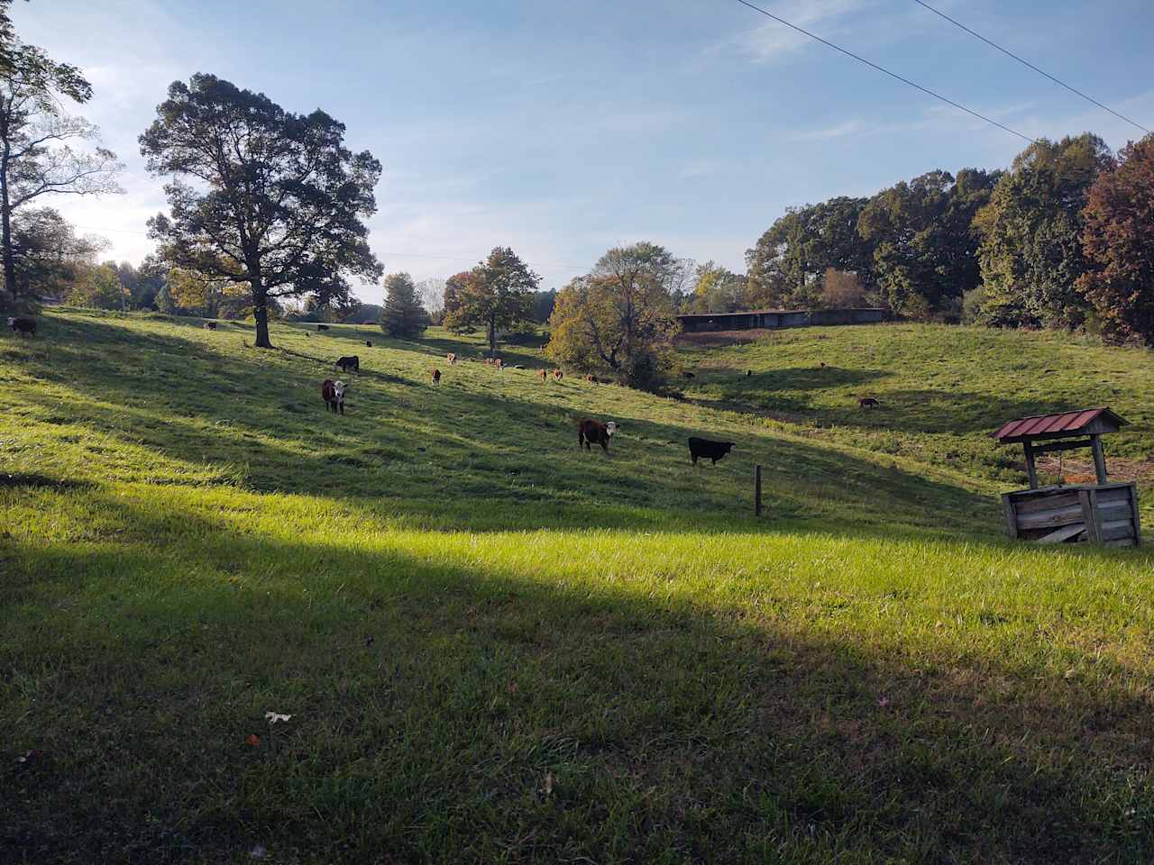 Cattle field.