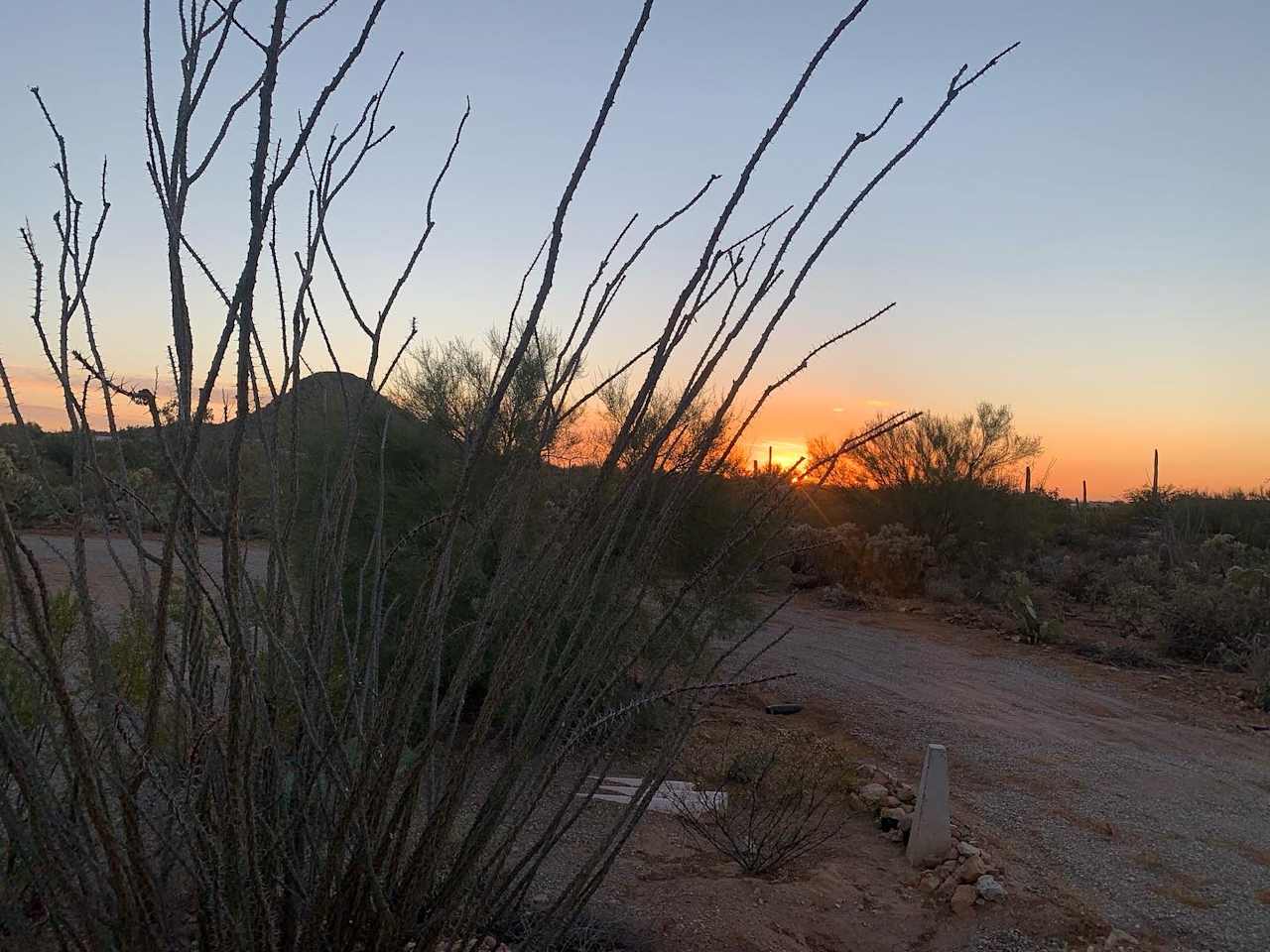 Saguaro national monument west