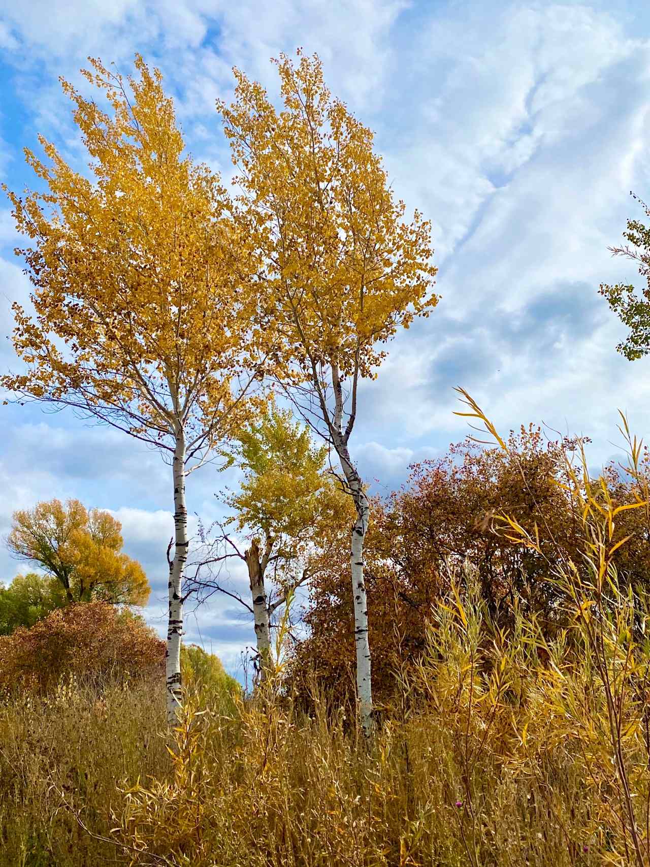 Aspens in the fall