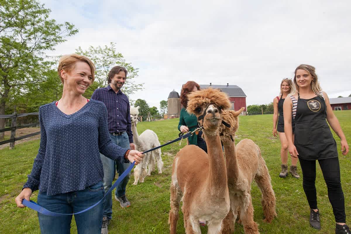 Cabin in the alpaca pen & breakfast