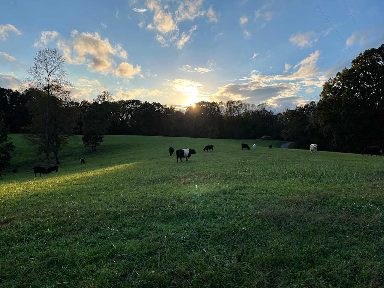 Morning View Farms