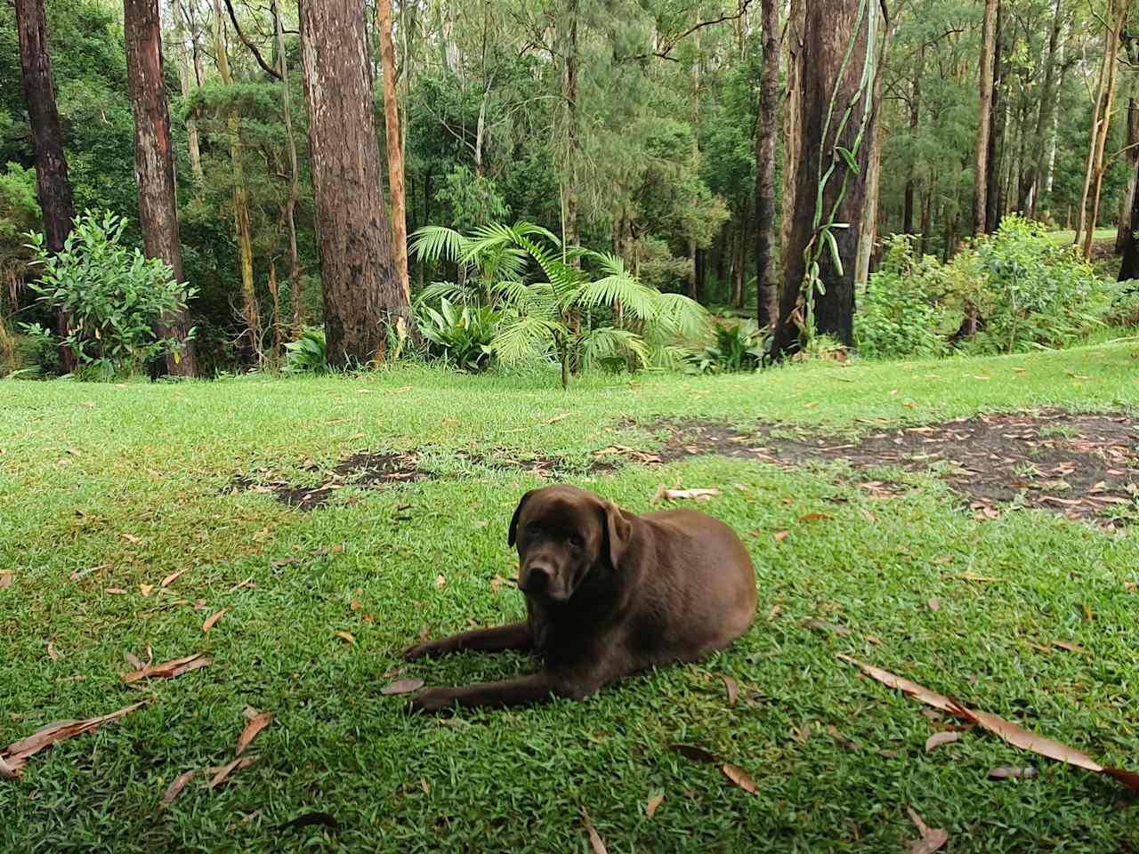 Mistinthegumtrees BUDGET 2 GLAMPING