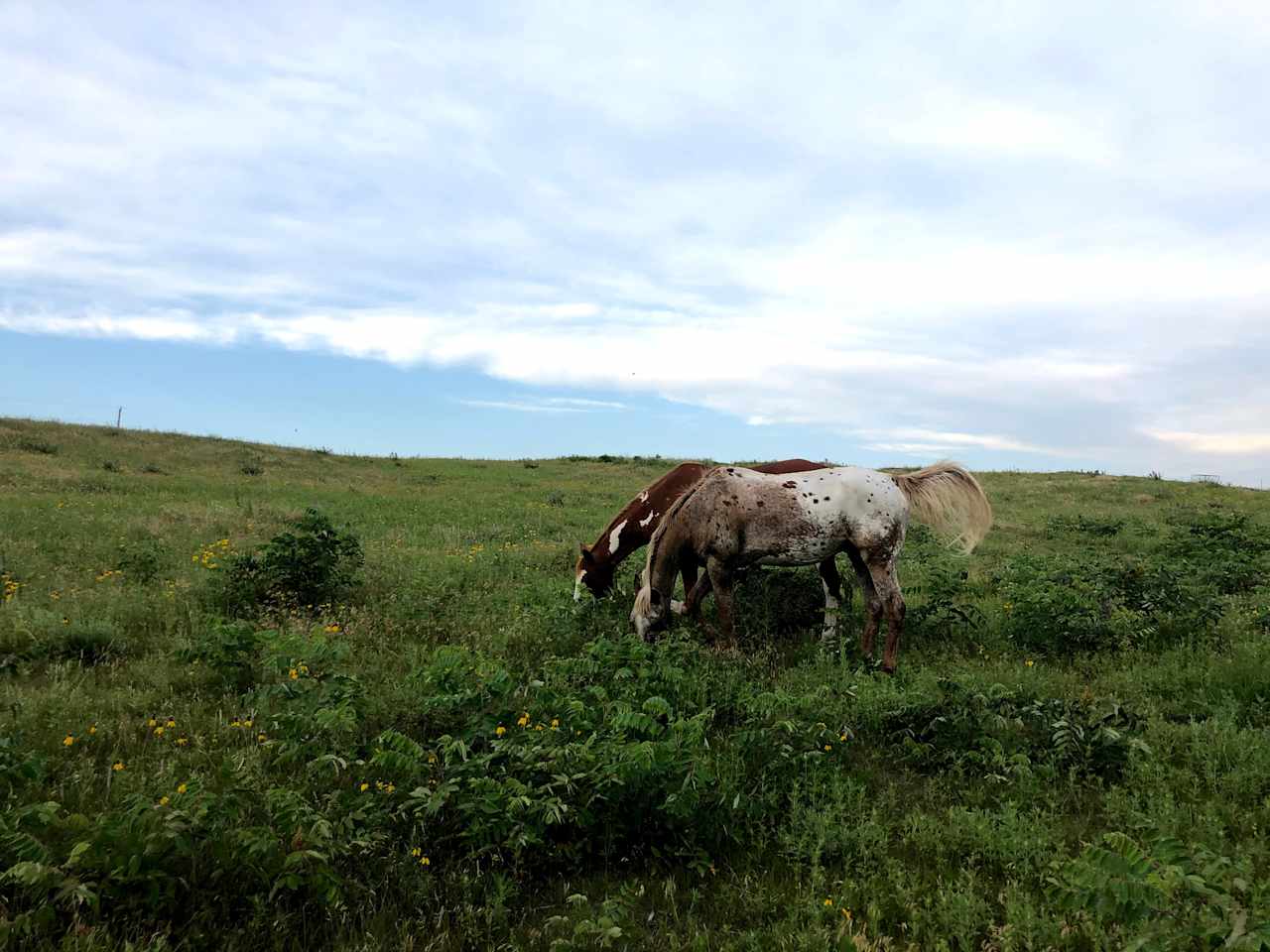 We have 10 acres of prairie land available for camping, you might even run into some of our horses and other wild life