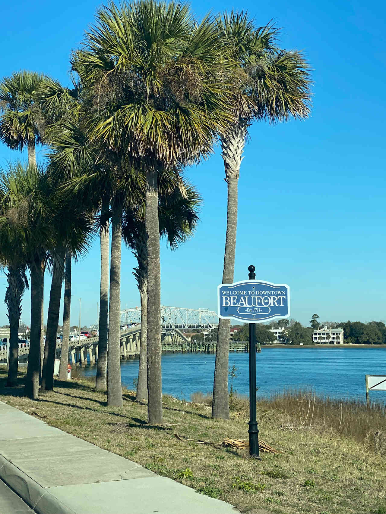 Lowcountry Live Oaks.