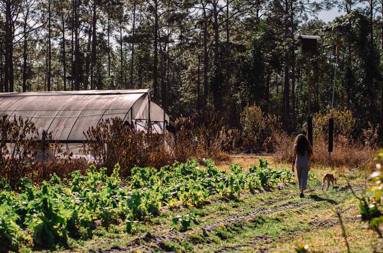 Walking around the farm.