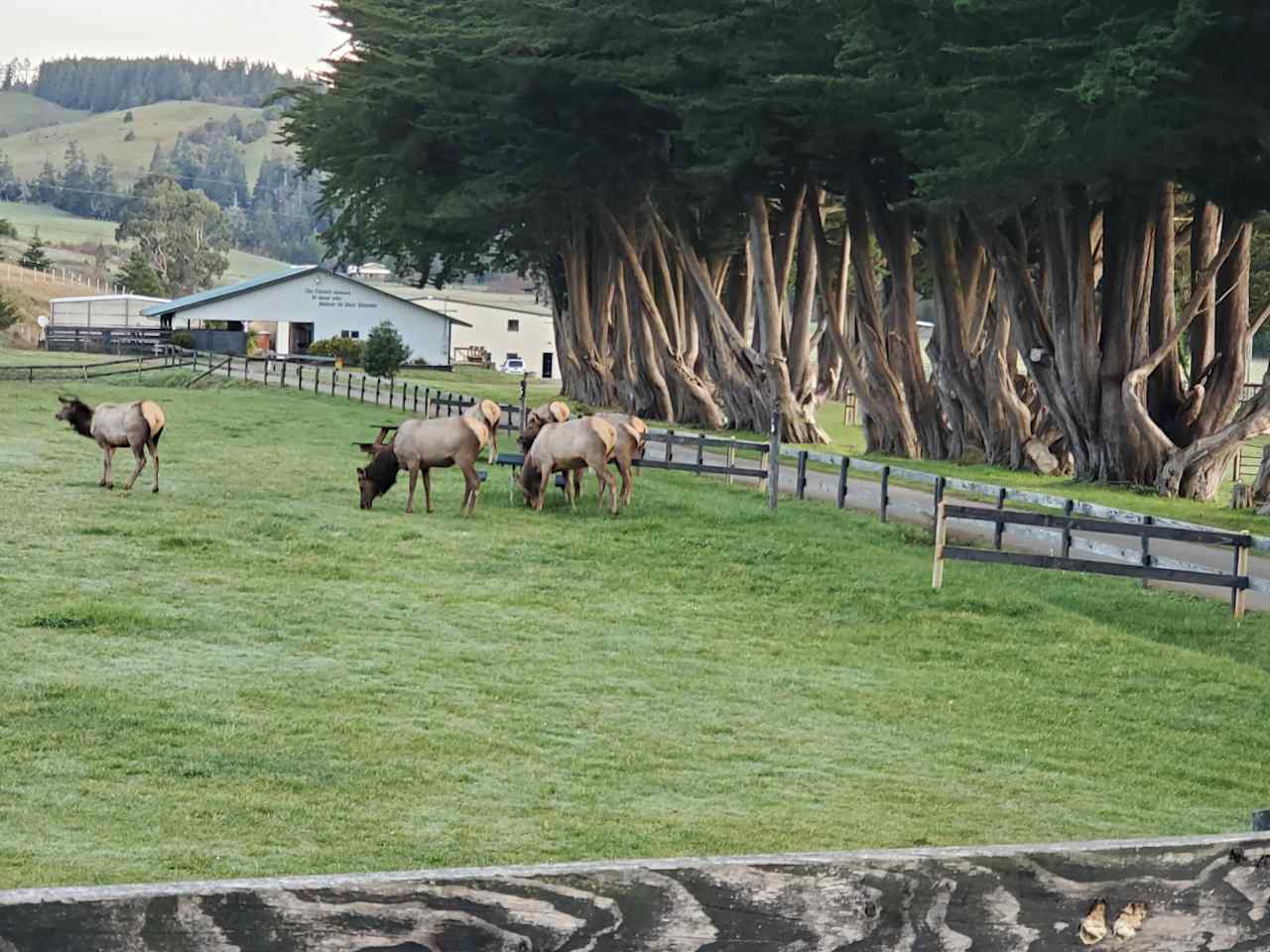 Sometimes the Elk come say hello