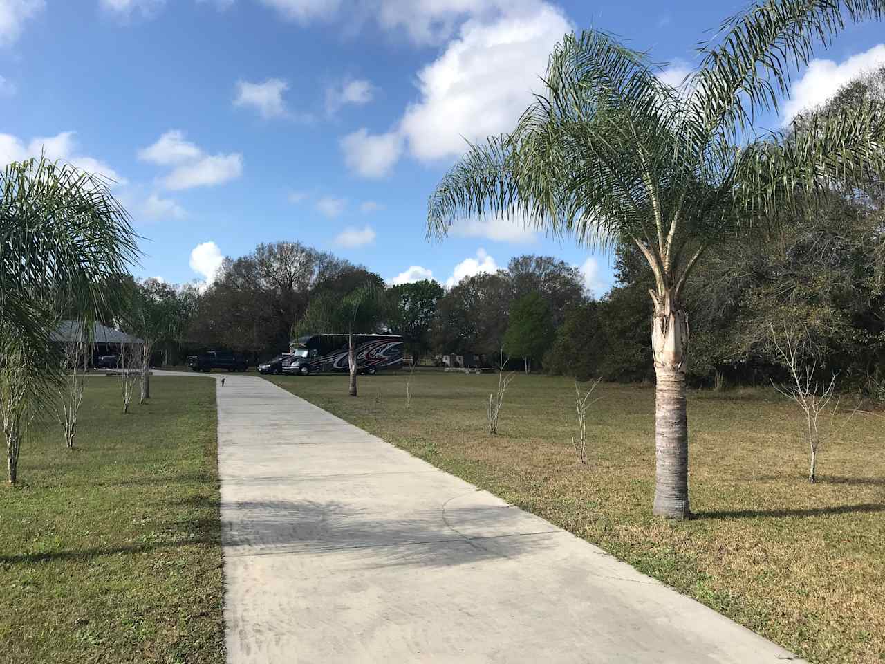 Florida Palms