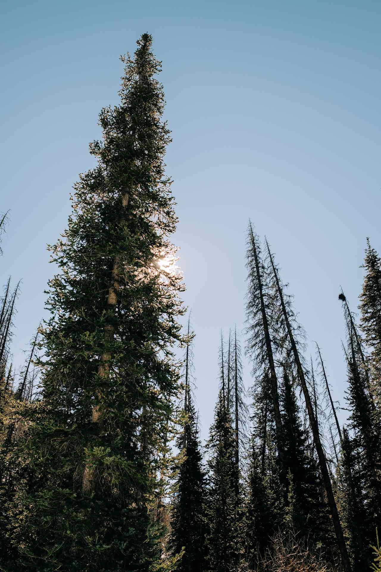 Creede Mountain Huts