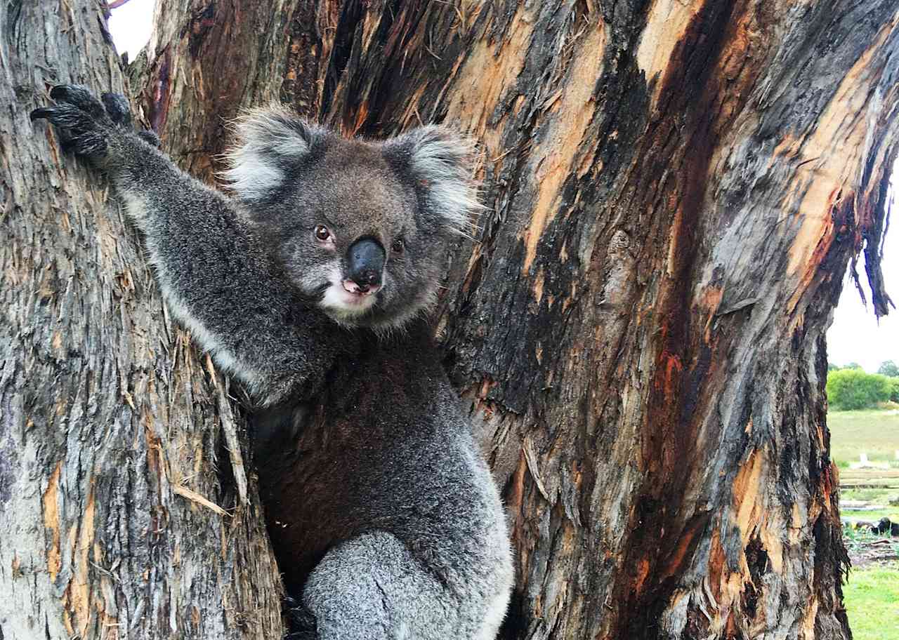 Koalas guaranteed
