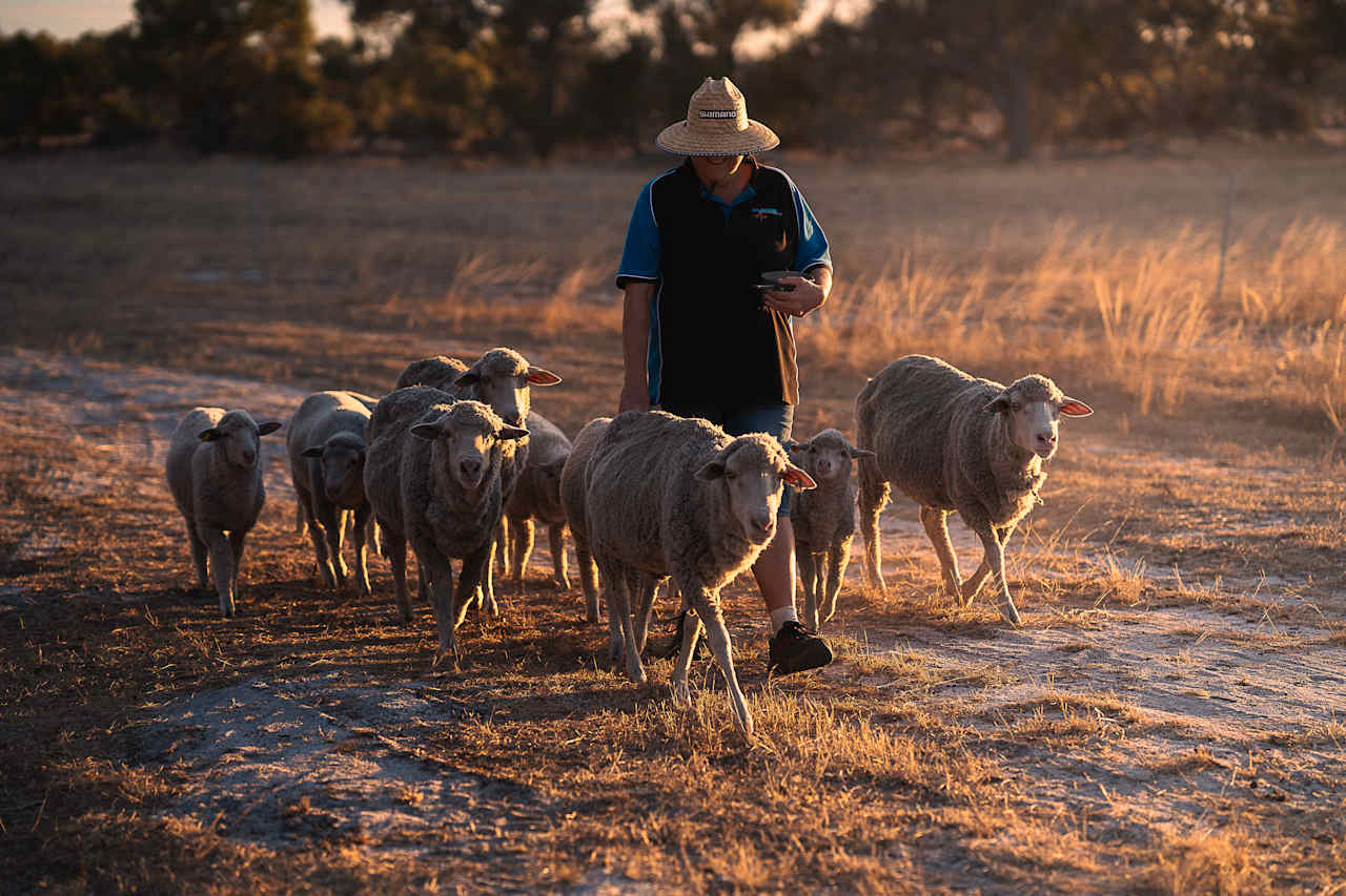 Mel bringing the sheep over for a visit