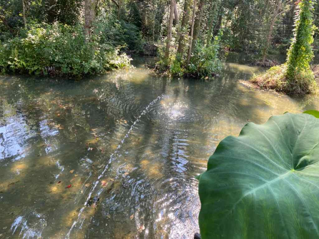 Collins C.’s Land