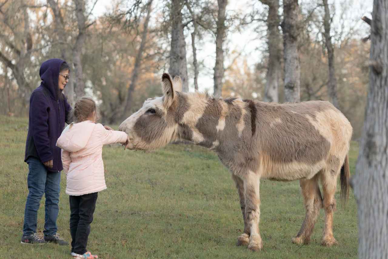 Donkey loves apples!