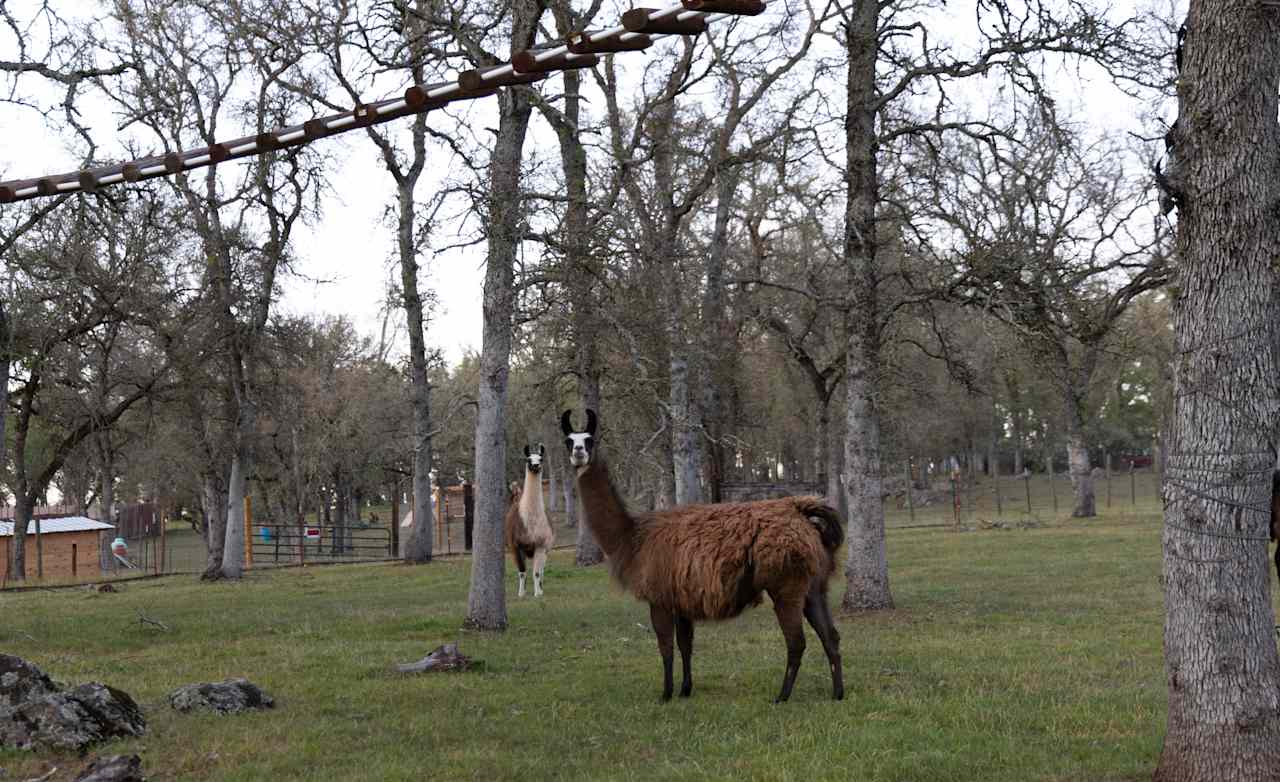 The boss llama