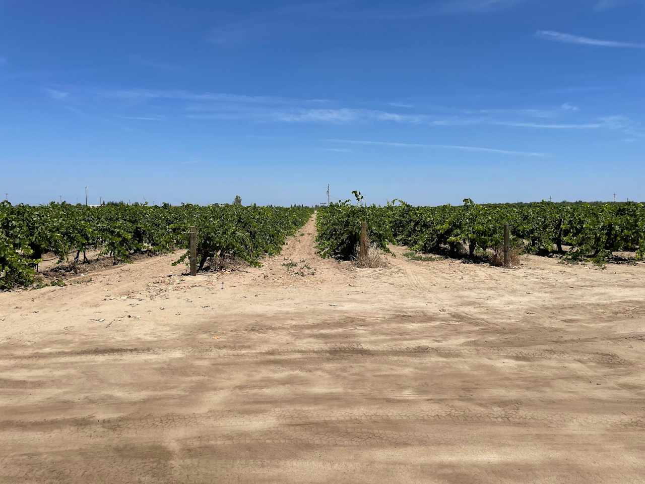 RandCher Vineyards