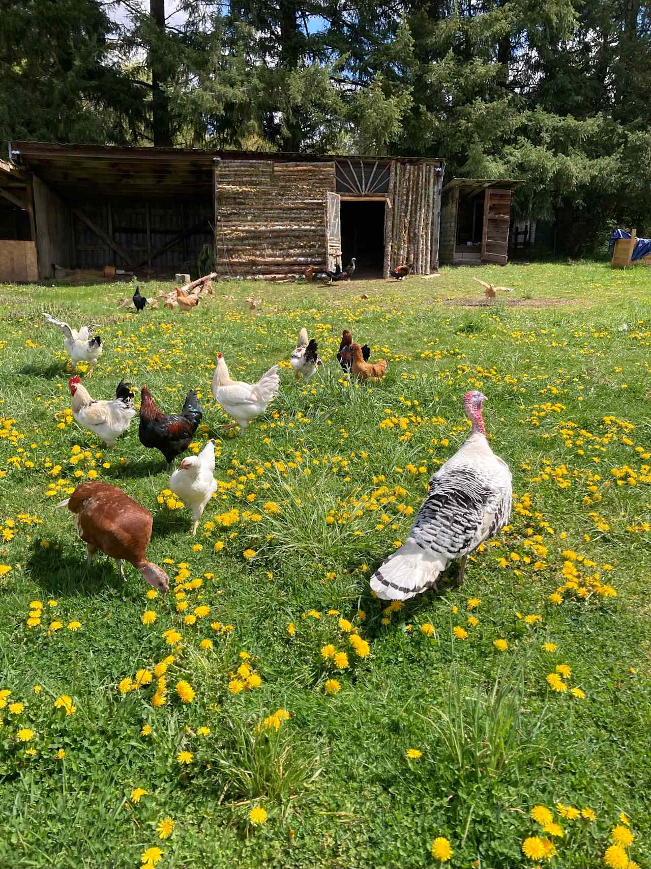 The chickens and turkeys are free ranging about. Make sure to say hello