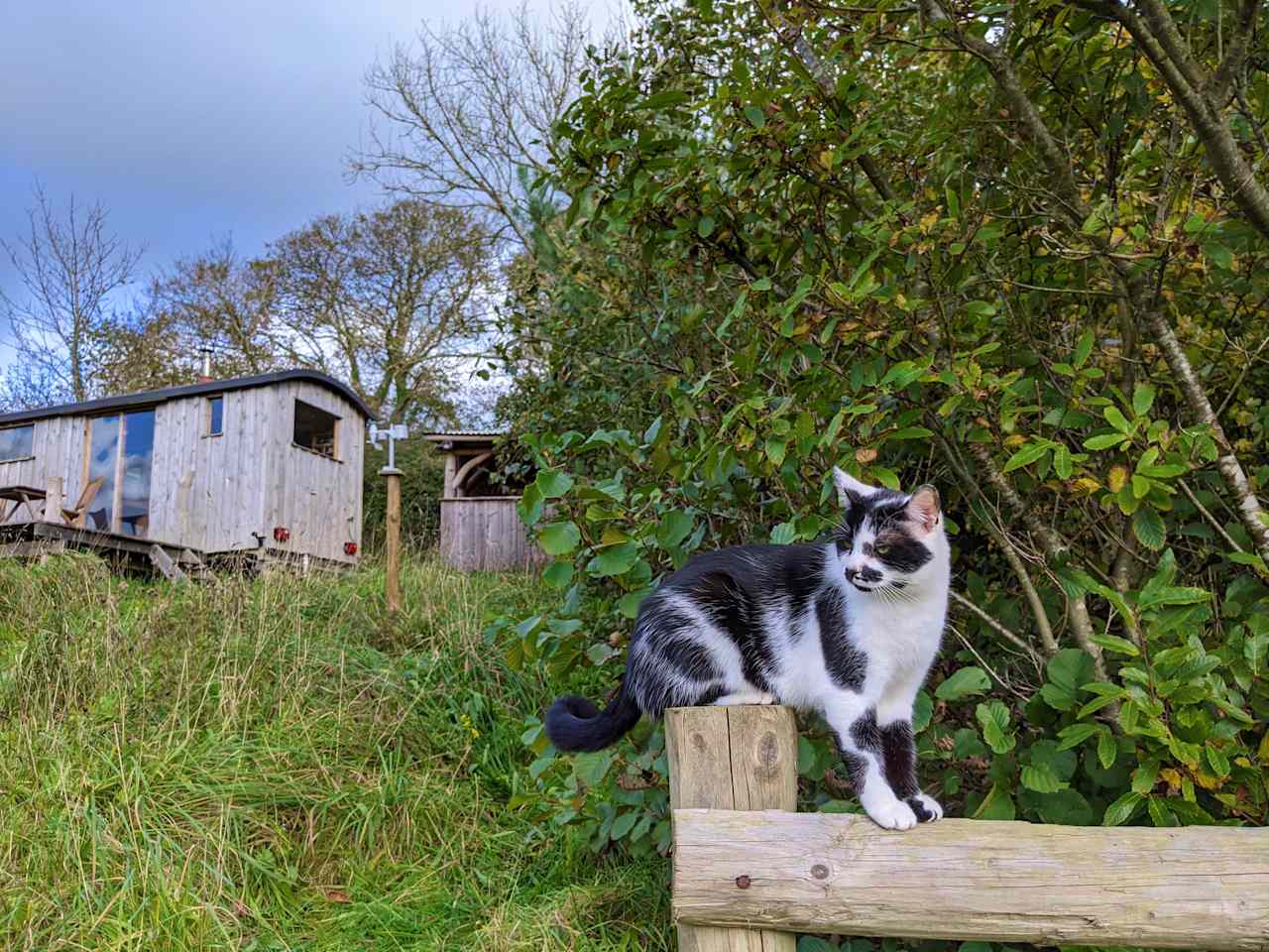 Tiny home and ziggy the cat