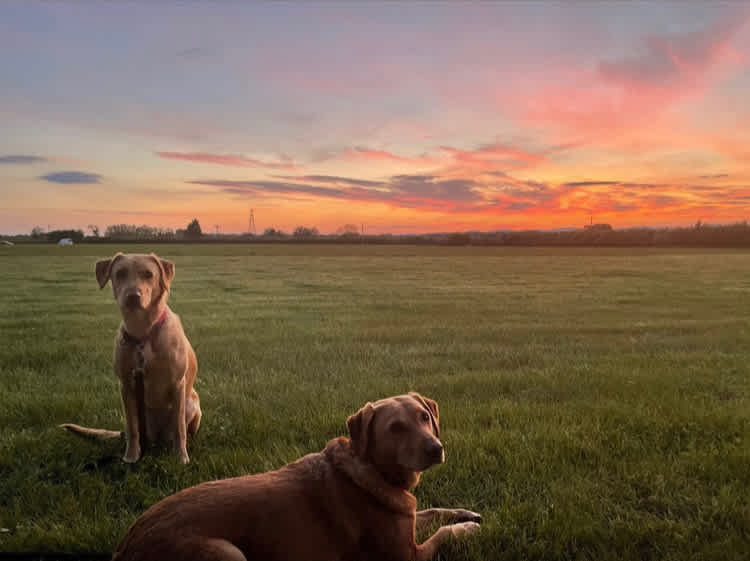 Sunsets in the Field