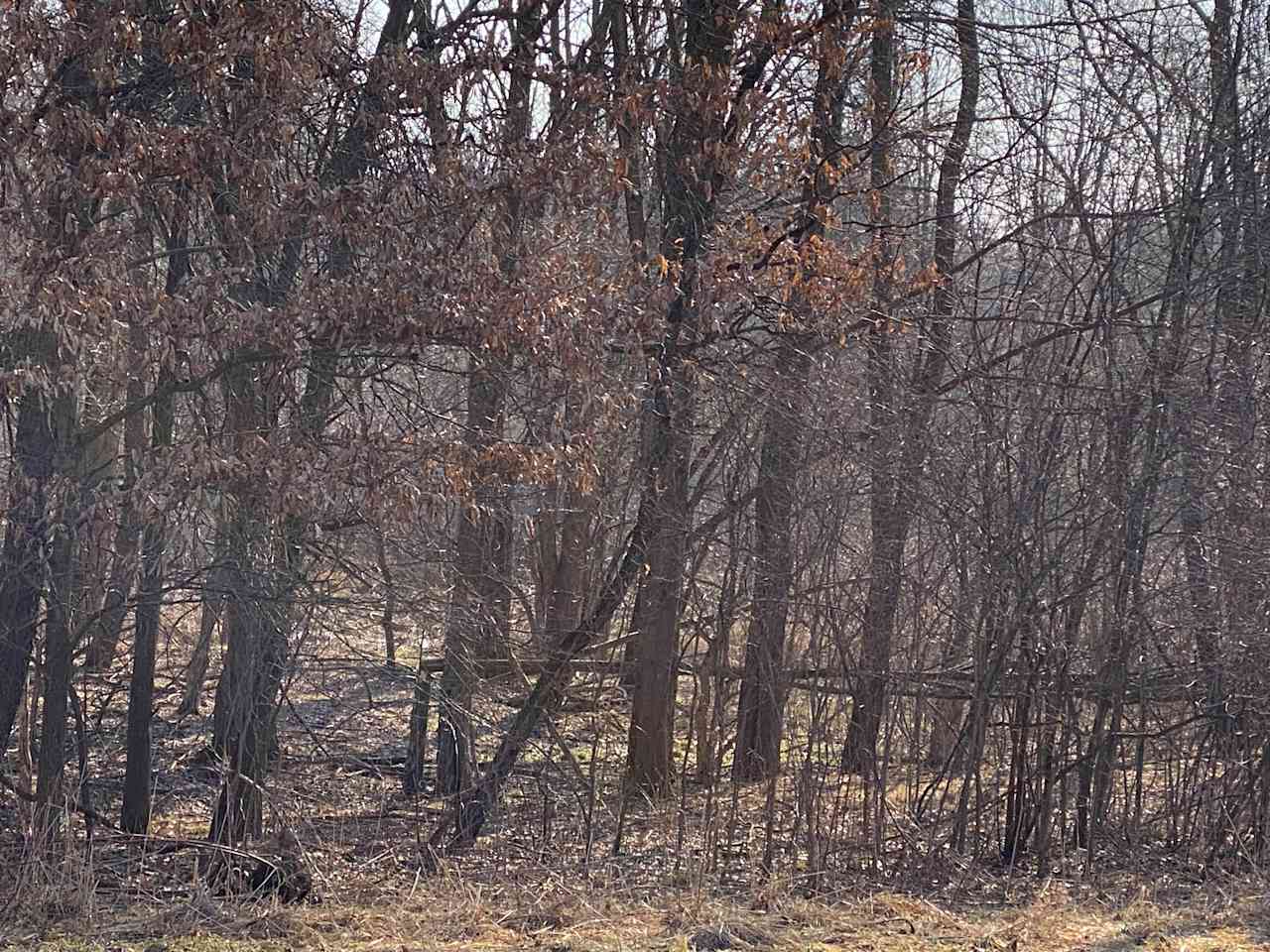 Wooded spot