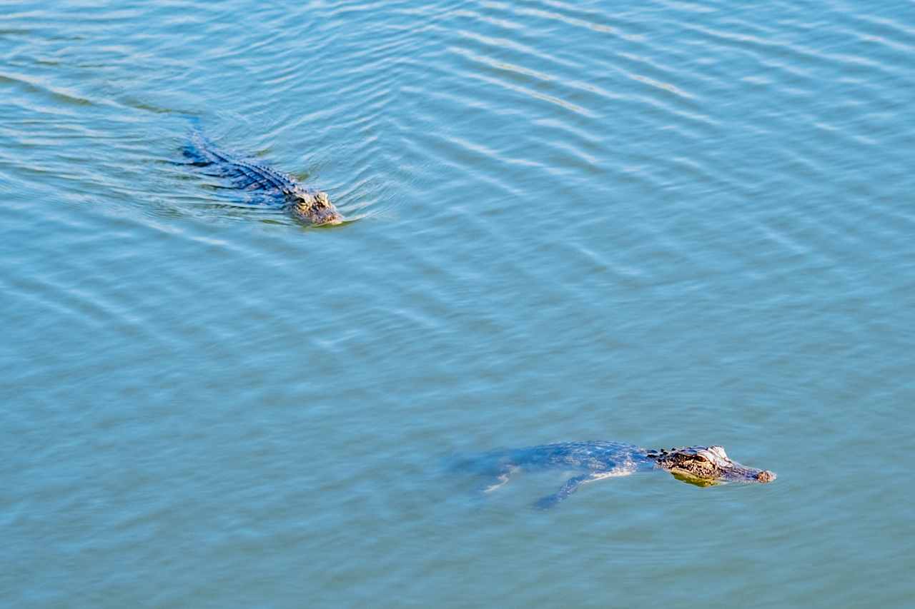Gators! DO NOT FEED!