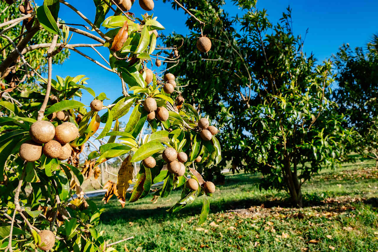Mango Trees