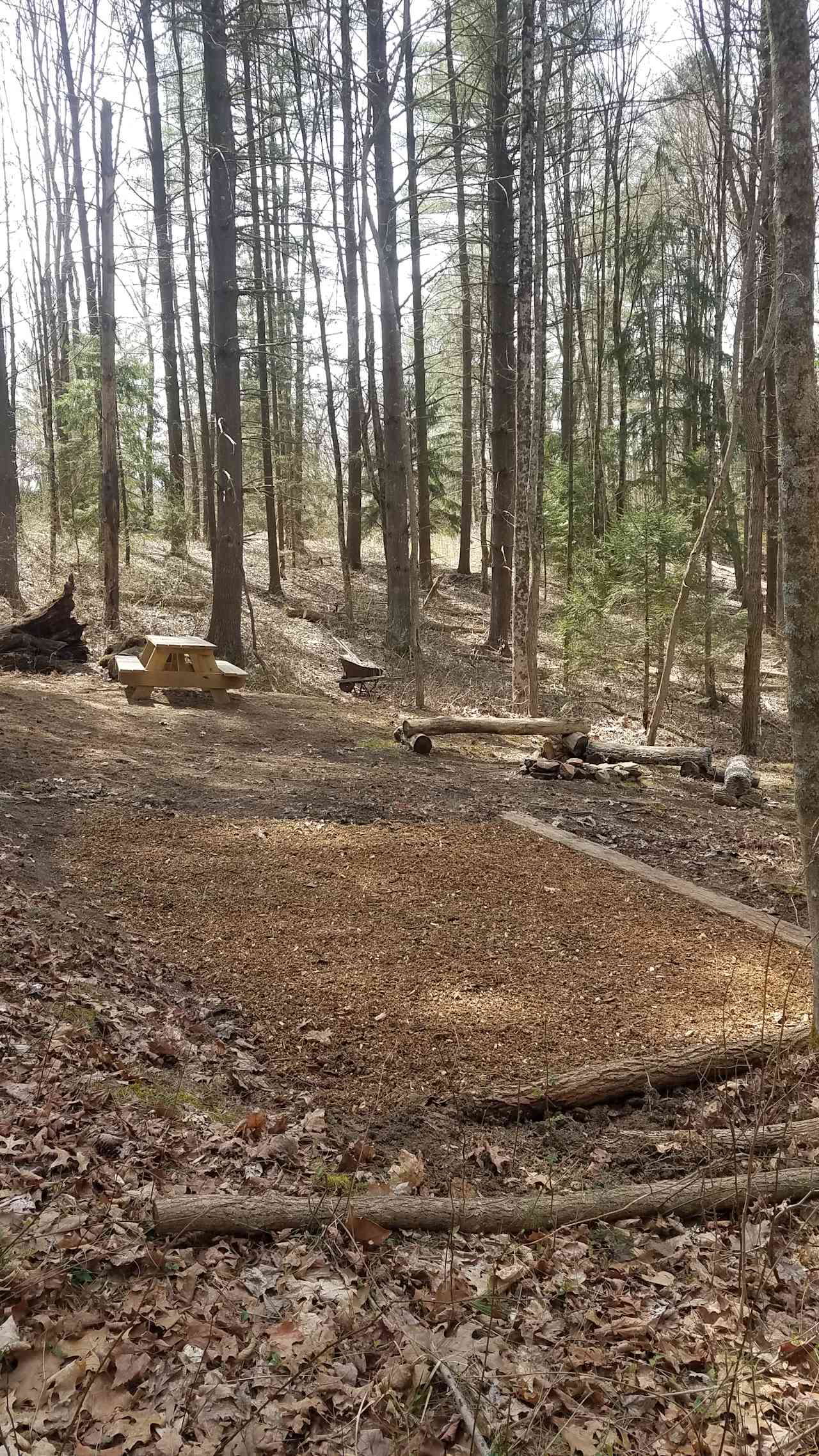 Spring rejuvenation of a mulched tent pad and a raked campsite (2022)