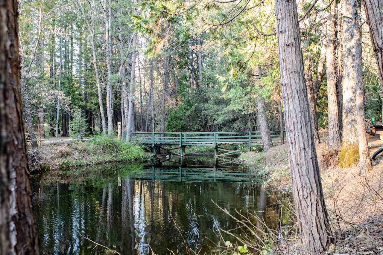 Camp Treefeathers