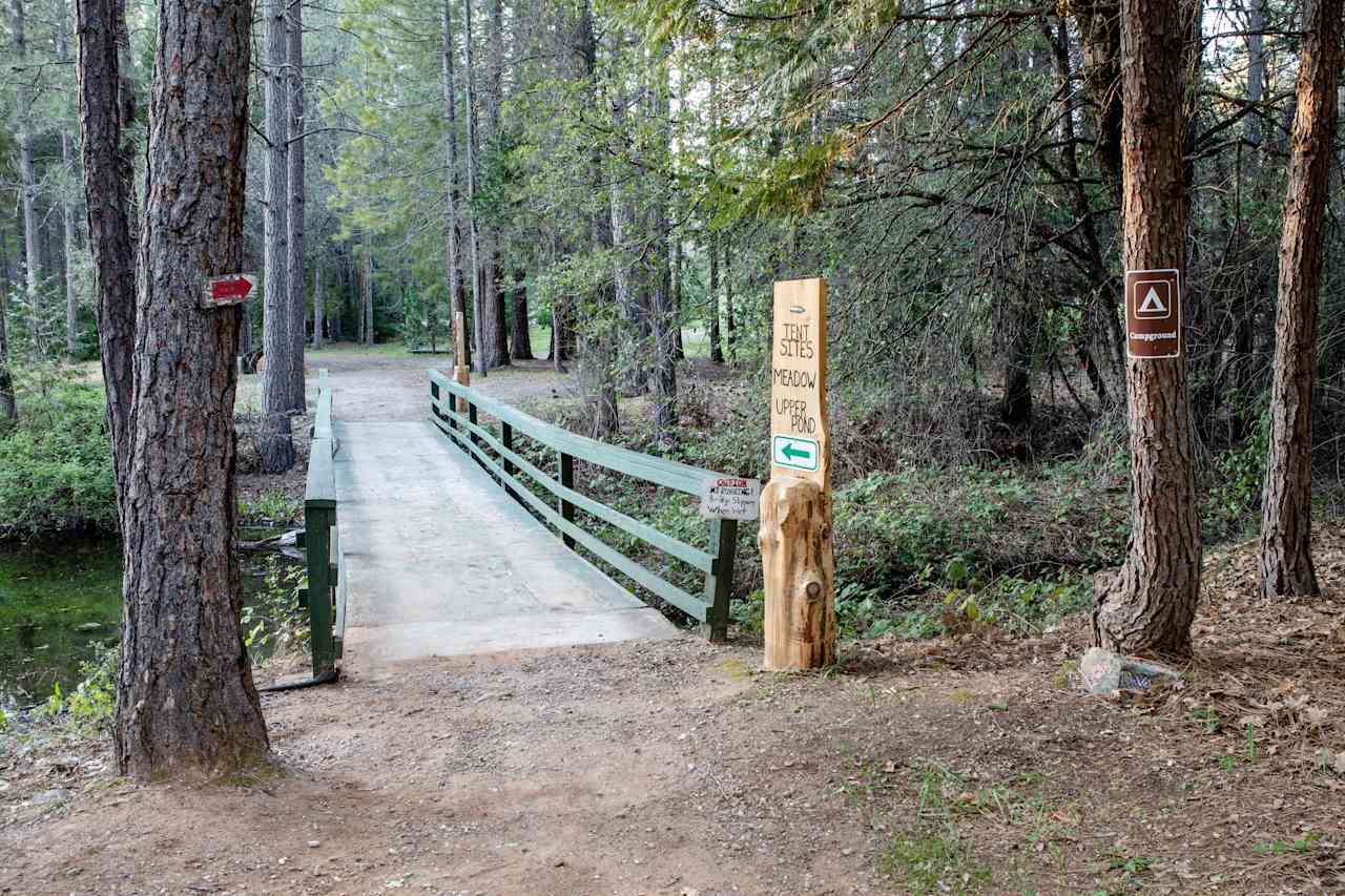 Camp Treefeathers