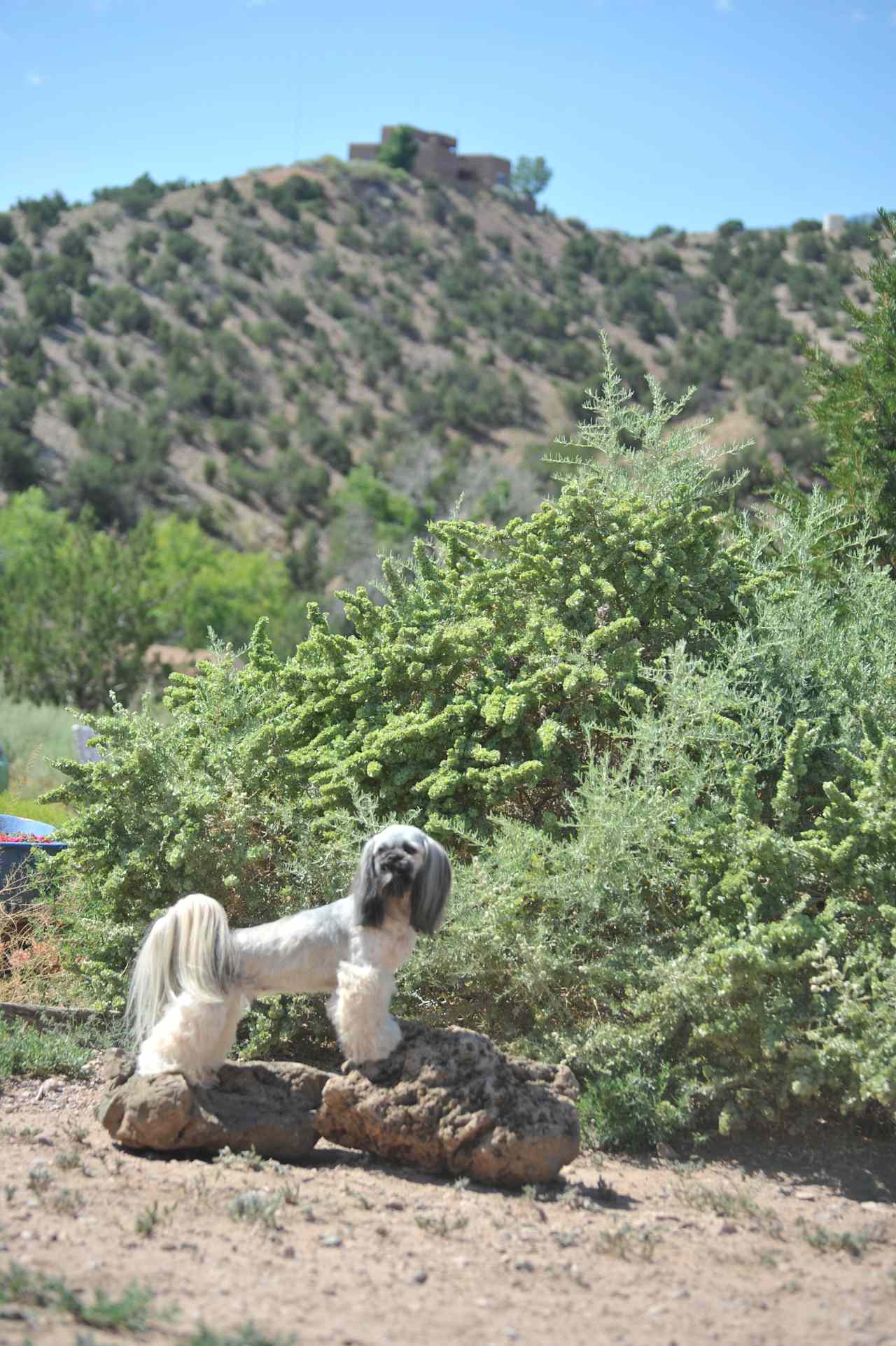 dogs enjoy the freedom and views