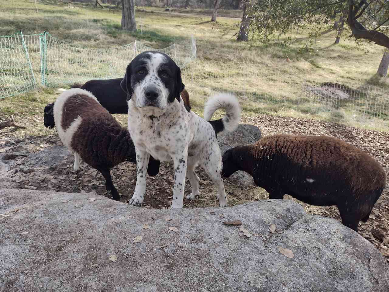 Bree, our Anatolian shepherd, keeps the sheep safe from coyotes.