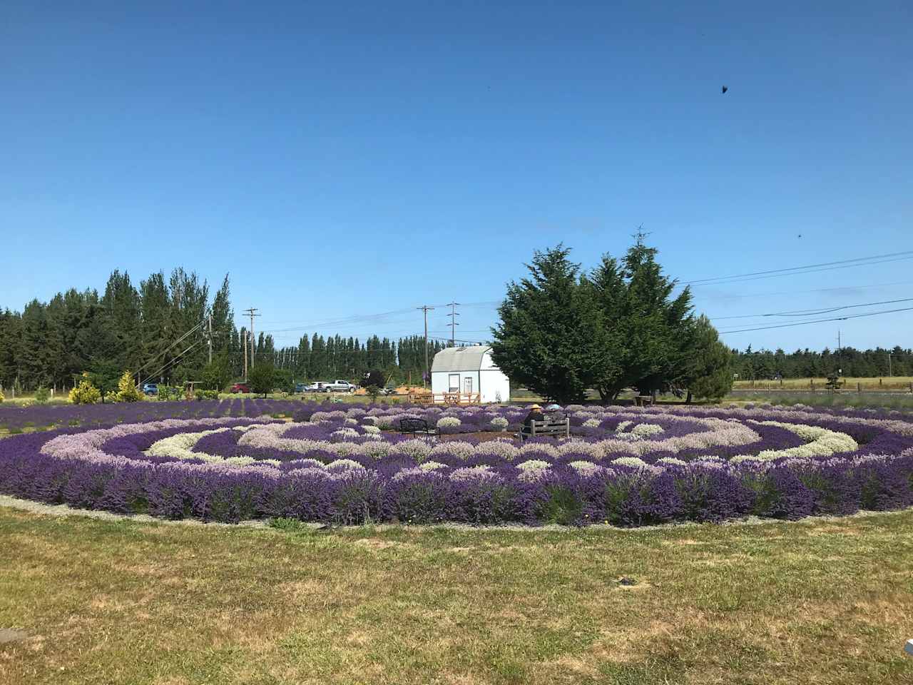 Rain Shadow Lavender Farm