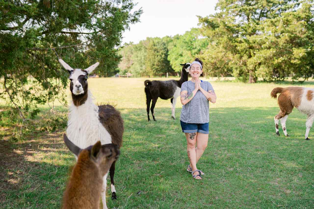 My reaction when surrounded by llamas.