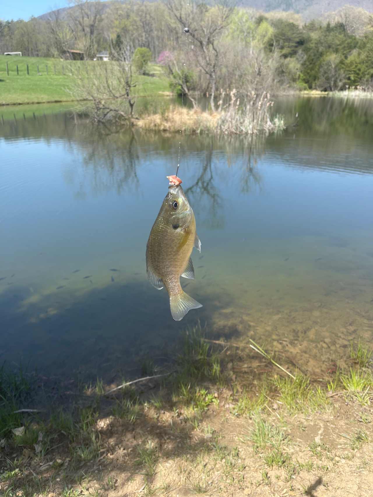 Fish from the pond